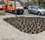 Thymianversuch Vorbereitung   