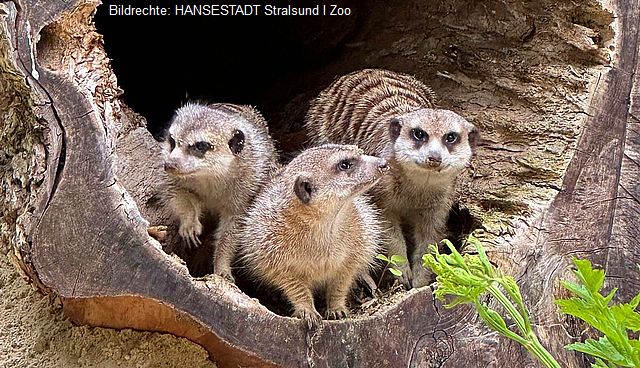 Erdmännchen sind seit 2025 ein Besuchermagnet im Zoo Stralsund