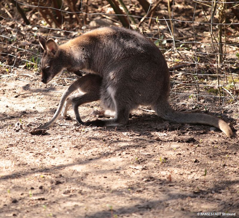 Husch zu Mama in den Beutel, sagt sich hier ein Känguru-Junges