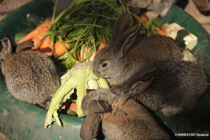 Noch einmal Stärkung vor dem anstrengenden Osterfest, wenn die Osterhasen die Eier und Naschereien verstecken