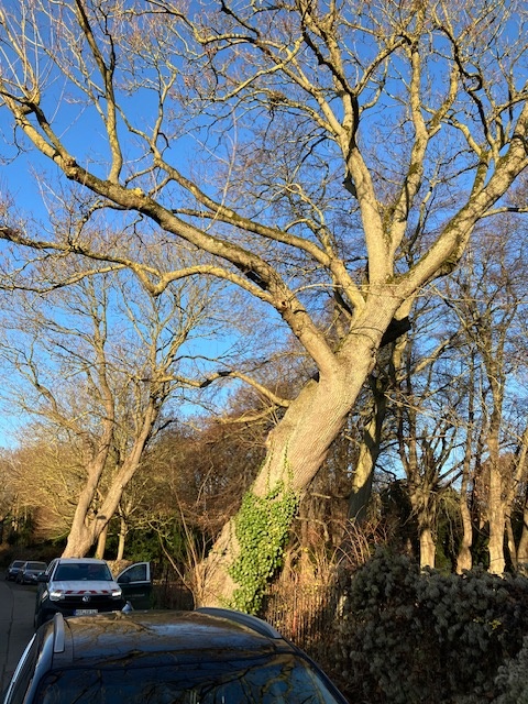 Der Baum steht stark schräg